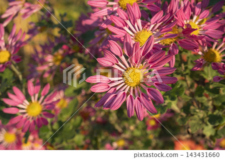Pink, pinwheel-shaped chrysanthemums bloom bathed in the refreshing morning light. Pink, pinwheel-shaped chrysanthemums bloom bathed in the refreshing morning light. 143431660