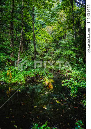 [Ryugakubo] Scenery in the rain [Tsunan Town, Nakauonuma District, Niigata Prefecture] 143431663