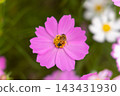 蜜蜂從粉紅色的宇宙中吸食花蜜 143431930