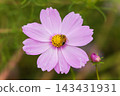 蜜蜂從粉紅色的宇宙中吸食花蜜 143431931