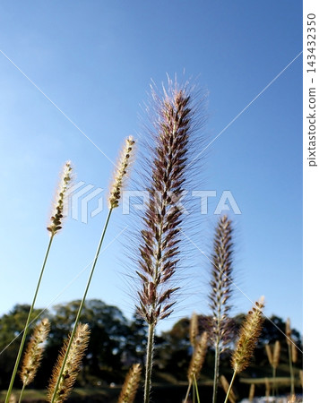 Pennisetum alopecuroides, Kyoto Prefectural Botanical Garden Pennisetum alopecuroides, Kyoto Prefectural Botanical Garden 143432350
