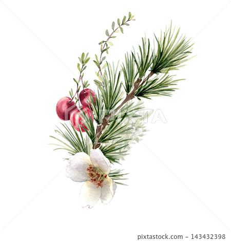 Watercolor winter branch of pine needles, red berries and white blossoms isolated. Forest plants holiday illustration hand painted. Seasonal artwork Nordic cranberries and conifer limb for design. Watercolor winter branch of pine needles, red berries and white blossoms isolated. Forest plants holiday illustration hand painted. Seasonal artwork Nordic cranberries and conifer limb for design. 143432398