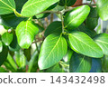 Foliage plant  143432498