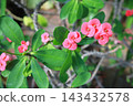 Pink flowers 143432578