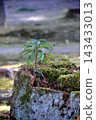 Ardisia crenata tree growing on a fallen tree 143433013