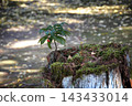 Ardisia crenata tree growing on a fallen tree 143433014