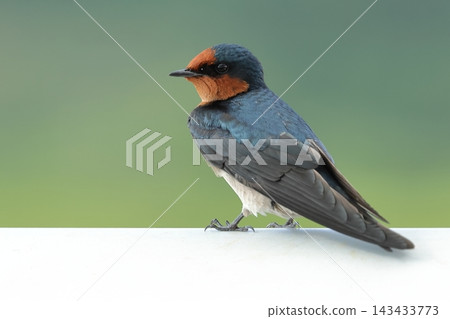 Wildlife: The Ryukyu Swallow, a wild bird, can be seen year-round in Okinawa. It is smaller than a regular swallow, measuring about 13-14 centimeters in length. Wildlife: The Ryukyu Swallow, a wild bird, can be seen year-round in Okinawa. It is smaller than a regular swallow, measuring about 13-14 centimeters in length. 143433773