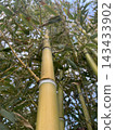 Looking up at tall yellow-green bamboo stems with leaves against blue sky, low angle view 143433902