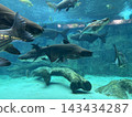 Large fish at the Singapore Oceanarium 143434287