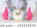 Veterinarian giving double thumbs up gesture beside healthy white fluffy rabbit after successful checkup at animal clinic on white table 143434545