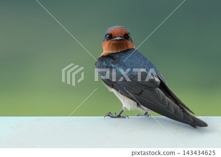 A wild bird, a Ryukyu swallow, viewed from the front. It has a wide mouth and large eyes that seem to have a wide field of vision. A wild bird, a Ryukyu swallow, viewed from the front. It has a wide mouth and large eyes that seem to have a wide field of vision. 143434625