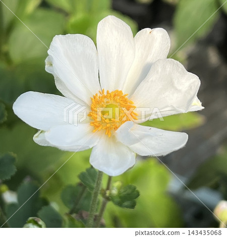 打破碗花花 打破碗花花 143435068