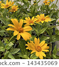Heliopsis: Sunburst 143435069