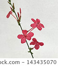 Plumbago: Indica 143435070