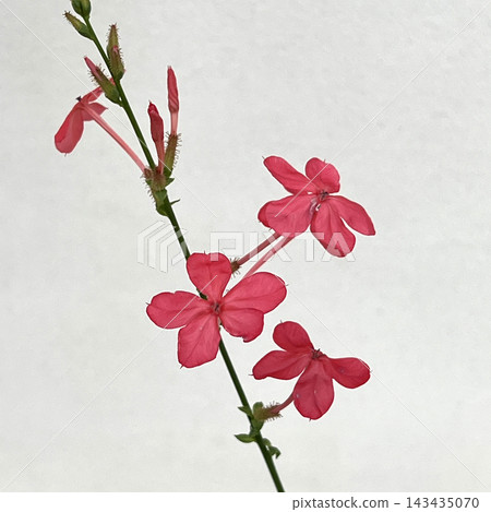 藍雪花:印度藍雪花 藍雪花:印度藍雪花 143435070