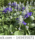 Salvia farinacea 'Sally Fun' 'Deep Ocean' 143435071