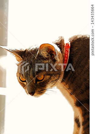 sketch style cat cat cat kijitora gray female female female cat female cat healthy pretty healing sketch style cat cat cat kijitora gray female female female cat female cat healthy pretty healing 143435664