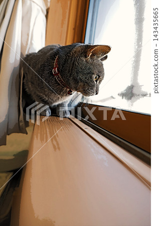 sketch style cat cat cat kijitora gray female female female cat female cat healthy pretty healing sketch style cat cat cat kijitora gray female female female cat female cat healthy pretty healing 143435665