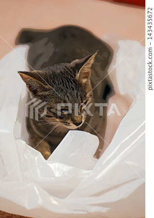 sketch style cat cat cat kijitora gray female female female cat female cat healthy pretty healing sketch style cat cat cat kijitora gray female female female cat female cat healthy pretty healing 143435672