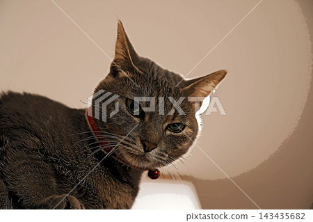 sketch style cat cat cat kijitora gray female female female cat female cat healthy pretty healing sketch style cat cat cat kijitora gray female female female cat female cat healthy pretty healing 143435682