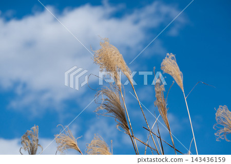 芒草 芒草 143436159