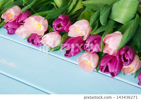 Colorful tulips in shades of pink and purple lie on a light blue surface. They are arranged neatly, showcasing their beautiful shapes and vibrant colors. Perfect for a festive occasion. 143436271