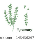Rosemary colored vector graphic illustration set. Whole plant, branches and leaves. Hand drawn green ink line art of aromatic culinary herb. Suitable for culinary, herbal, organic, and natural 143436297