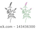 Mint colored and black line art set. Whole Plant with Inflorescence, Leaves and Bud, Botanical graphic Isolated on White 143436300
