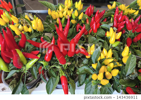 Colorful potted pepper plants displayed in a flower and plant shop, representing gardening, retail, natural beauty, seasonal decoration, and a vibrant botanical shopping experience. Colorful potted pepper plants displayed in a flower and plant shop, representing gardening, retail, natural beauty, seasonal decoration, and a vibrant botanical shopping experience. 143436911