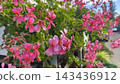 Pink geranium flowers blooming among lush green foliage, creating a colorful floral display in a plant shop, perfect for gardening, nature, spring and summer concepts. 143436912