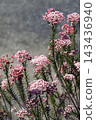 In April, the lovely, small, densely clustered rice flower blossoms bloom in a soft, gentle pink. 143436940