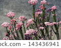 In April, the lovely, small, densely clustered rice flower blossoms bloom in a soft, gentle pink. 143436941