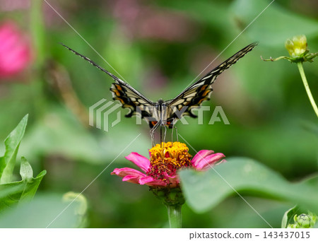 吮花蜜的Swallowtail蝴蝶從庭院 143437015