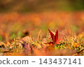 Autumn leaves 143437141