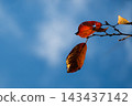 Autumn leaves in the autumn sky 143437142