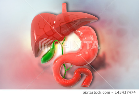 Human liver and stomach anatomy Human liver and stomach anatomy 143437474