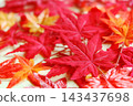 一張鮮紅色落葉的特寫照片。 143437698