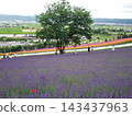 Tomita Farm in Hokkaido (Nakafurano Town, Hokkaido) 143437963