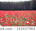 Tomita Farm in Hokkaido (Nakafurano Town, Hokkaido) 143437964