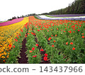 Tomita Farm in Hokkaido (Nakafurano Town, Hokkaido) 143437966