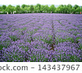 Tomita Farm in Hokkaido (Nakafurano Town, Hokkaido) 143437967