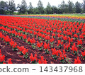 Tomita Farm in Hokkaido (Nakafurano Town, Hokkaido) 143437968
