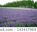 Tomita Farm in Hokkaido (Nakafurano Town, Hokkaido) 143437969