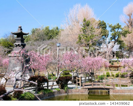 A famous spot for cherry blossom viewing: Hamada Watatsumi Shrine and Shinji-ga-ike Pond (Tamana City, Kumamoto Prefecture) A famous spot for cherry blossom viewing: Hamada Watatsumi Shrine and Shinji-ga-ike Pond (Tamana City, Kumamoto Prefecture) 143439062