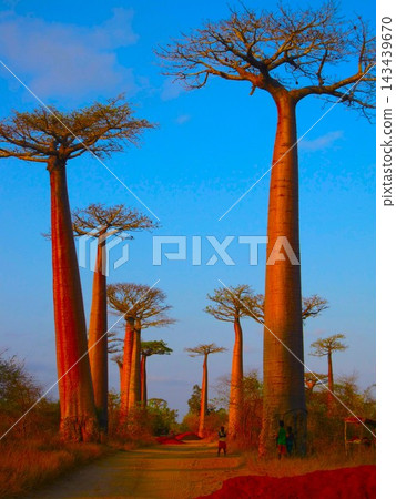 Baobab trees in Madagascar (Morondava) Baobab trees in Madagascar (Morondava) 143439670