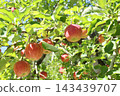 Apple that is turned into a tree 143439707