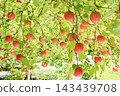 Apple that is turned into a tree 143439708
