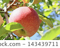 Apple that is turned into a tree 143439711