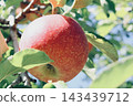 Apple that is turned into a tree 143439712