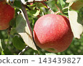 Apple that is turned into a tree 143439827